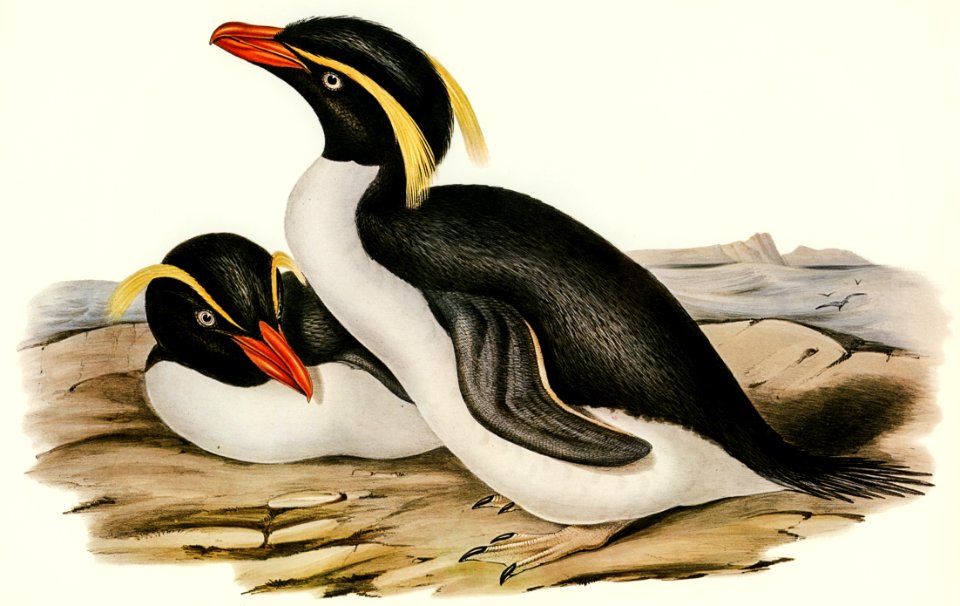 Crested Penguin (Eudyptes chrysocome) illustrated by Elizabeth Gould (1804–1841) for John Gould’s (1804-1881) Birds of Australia (1972 Edition, 8 volumes). Digitally enhanced from our own facsimile book (1972 Edition, 8 volumes).