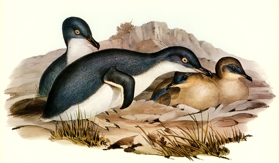 Little Penguin (Spheniscus minor) illustrated by Elizabeth Gould (1804–1841) for John Gould’s (1804-1881) Birds of Australia (1972 Edition, 8 volumes). Digitally enhanced from our own facsimile book (1972 Edition, 8 volumes).