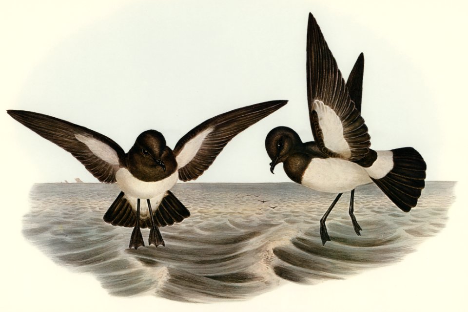 White-bellied Storm Petrel (Thalassidroma leucogaster) illustrated by Elizabeth Gould (1804–1841) for John Gould’s (1804-1881) Birds of Australia (1972 Edition, 8 volumes). Digitally enhanced from our own facsimile book (1972 Edition, 8 volumes).