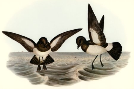 White-bellied Storm Petrel (Thalassidroma leucogaster) illustrated by Elizabeth Gould (1804–1841) for John Gould’s (1804-1881) Birds of Australia (1972 Edition, 8 volumes). Digitally enhanced from our own facsimile book (1972 Edition, 8 volumes).. Free illustration for personal and commercial use.