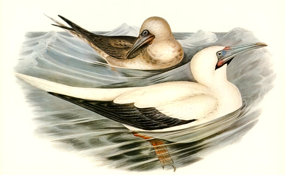 Red-legged Gannet (Sula piscator) illustrated by Elizabeth Gould (1804–1841) for John Gould’s (1804-1881) Birds of Australia (1972 Edition, 8 volumes). Digitally enhanced from our own facsimile book (1972 Edition, 8 volumes).