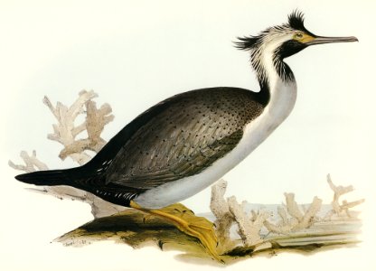 Spotted Cormorant (Phalacrocorax punctatus) illustrated by Elizabeth Gould (1804–1841) for John Gould’s (1804-1881) Birds of Australia (1972 Edition, 8 volumes). Digitally enhanced from our own facsimile book (1972 Edition, 8 volumes).