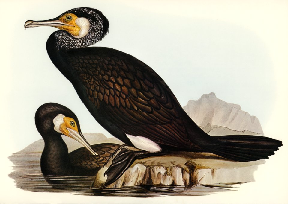 Australian Cormorant (Phalacrocorax Carboides) illustrated by Elizabeth Gould (1804–1841) for John Gould’s (1804-1881) Birds of Australia (1972 Edition, 8 volumes). Digitally enhanced from our own facsimile book (1972 Edition, 8 volumes).