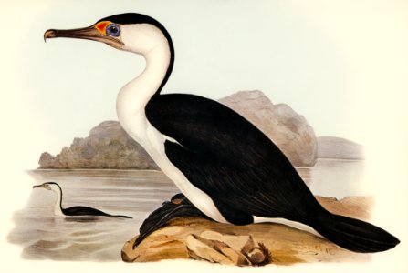 Pied Cormorant (Phalacrocorax hypoleucus) illustrated by Elizabeth Gould (1804–1841) for John Gould’s (1804-1881) Birds of Australia (1972 Edition, 8 volumes). Digitally enhanced from our own facsimile book (1972 Edition, 8 volumes).