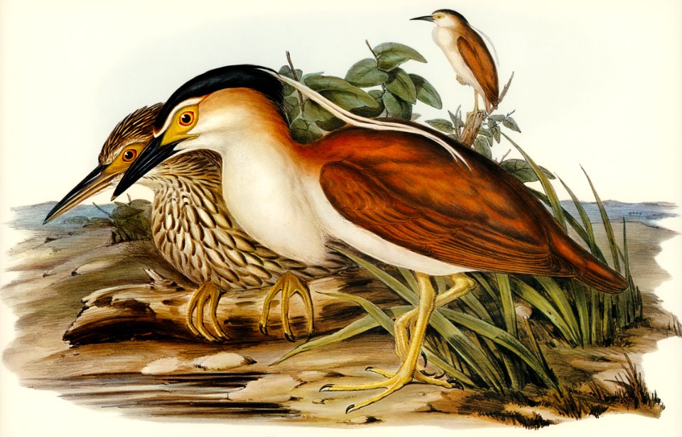 Nankeen Night Heron (Nycticorax Caledonicus) illustrated by Elizabeth Gould (1804–1841) for John Gould’s (1804-1881) Birds of Australia (1972 Edition, 8 volumes). Digitally enhanced from our own facsimile book (1972 Edition, 8 volumes).