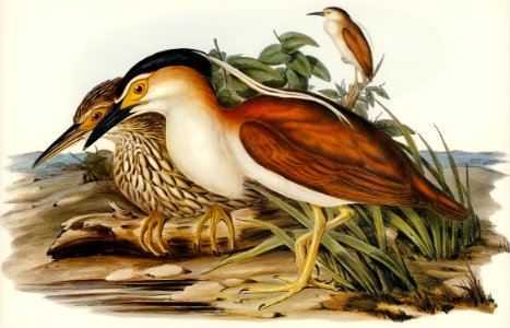Nankeen Night Heron (Nycticorax Caledonicus) illustrated by Elizabeth Gould (1804–1841) for John Gould’s (1804-1881) Birds of Australia (1972 Edition, 8 volumes). Digitally enhanced from our own facsimile book (1972 Edition, 8 volumes).