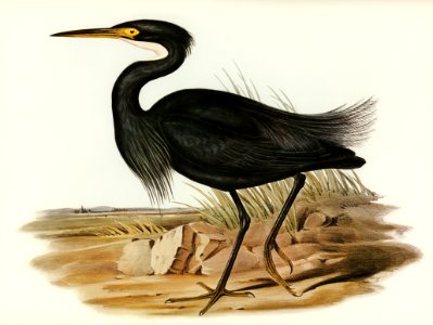 Sombre Egret (Herodias pannosus) illustrated by Elizabeth Gould (1804–1841) for John Gould’s (1804-1881) Birds of Australia (1972 Edition, 8 volumes). Digitally enhanced from our own facsimile book (1972 Edition, 8 volumes).
