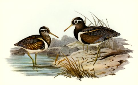 Australian Rhynchaea (Rhynchaea Australis) illustrated by Elizabeth Gould (1804–1841) for John Gould’s (1804-1881) Birds of Australia (1972 Edition, 8 volumes). Digitally enhanced from our own facsimile book (1972 Edition, 8 volumes).