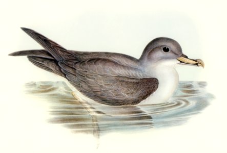 Great Grey Petrel (Procellaria hasitata) illustrated by Elizabeth Gould (1804–1841) for John Gould’s (1804-1881) Birds of Australia (1972 Edition, 8 volumes). Digitally enhanced from our own facsimile book (1972 Edition, 8 volumes).. Free illustration for personal and commercial use.