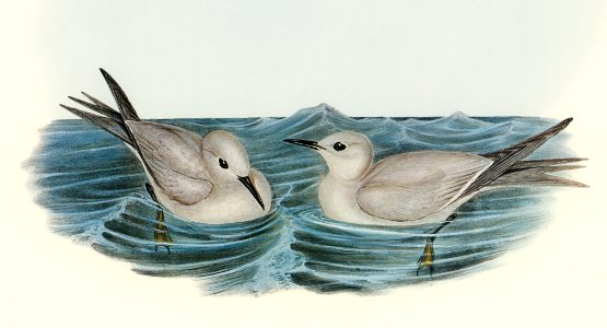 Grey Noddy (Anous cinereus) illustrated by Elizabeth Gould (1804–1841) for John Gould’s (1804-1881) Birds of Australia (1972 Edition, 8 volumes). Digitally enhanced from our own facsimile book (1972 Edition, 8 volumes).