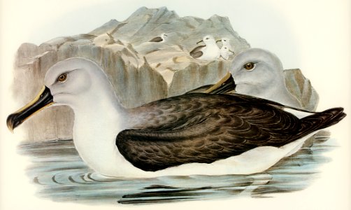 Culminated Albatros (Diomedea culminata) illustrated by Elizabeth Gould (1804–1841) for John Gould’s (1804-1881) Birds of Australia (1972 Edition, 8 volumes). Digitally enhanced from our own facsimile book (1972 Edition, 8 volumes).