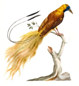 Manucodiata, sive paradisaea (Bird of Paradise) by Saverio Manetti (1723–1785).. Free illustration for personal and commercial use.