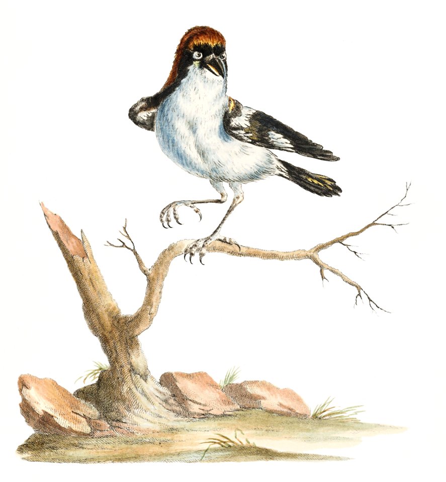Lanius Ferrugineus Maior Capite Ruffo (Lanius) by Saverio Manetti (1723–1785).