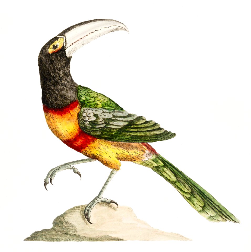 Toucan bird on a rock vintage illustration