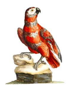 Pappagallo variegato di cenerino e rosso, di Guinea (Parrot) by Saverio Manetti (1723–1785).. Free illustration for personal and commercial use.