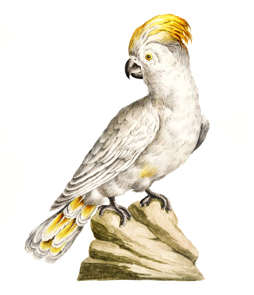 Pappagallo, detto cacatua, con cresta gialla (Cockatoo) by Saverio Manetti (1723–1785).