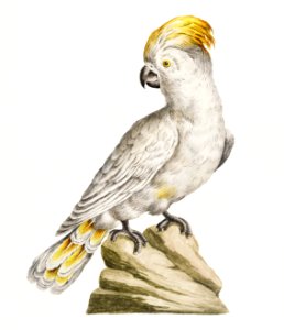 Pappagallo, detto cacatua, con cresta gialla (Cockatoo) by Saverio Manetti (1723–1785).. Free illustration for personal and commercial use.