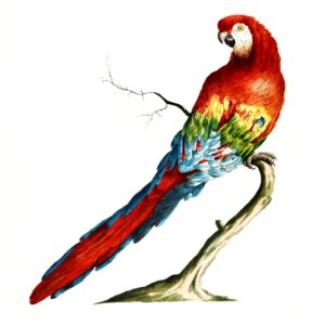 Macaw on a tree branch vintage illustration. Free illustration for personal and commercial use.