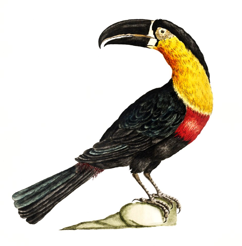 Mangiapepe Toucan on a rock vintage illustration