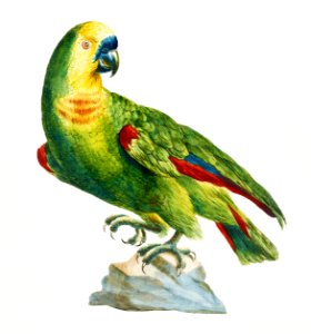 Parrot on a rock vintage illustration
