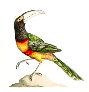 Tucana Aracari Brasilensibus (Toucan) by Saverio Manetti (1723–1785).. Free illustration for personal and commercial use.