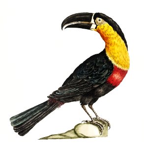 Tucana Piperivora (Mangiapepe Toucan) by Saverio Manetti (1723–1785).. Free illustration for personal and commercial use.