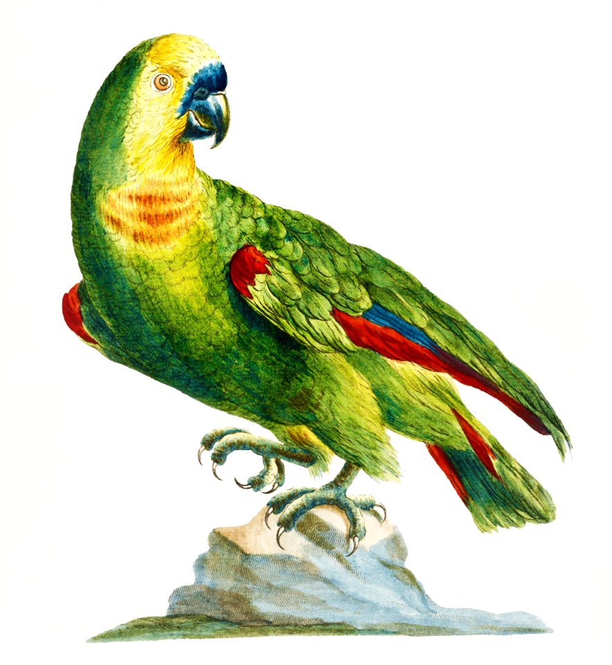 Pappagallo, verde del Brasile col capo giallo, e fronte celeste (Parrot) by Saverio Manetti (1723–1785).
