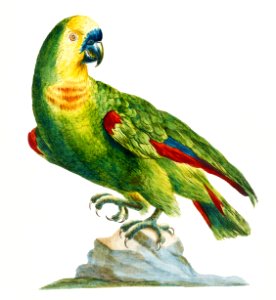 Pappagallo, verde del Brasile col capo giallo, e fronte celeste (Parrot) by Saverio Manetti (1723–1785).. Free illustration for personal and commercial use.