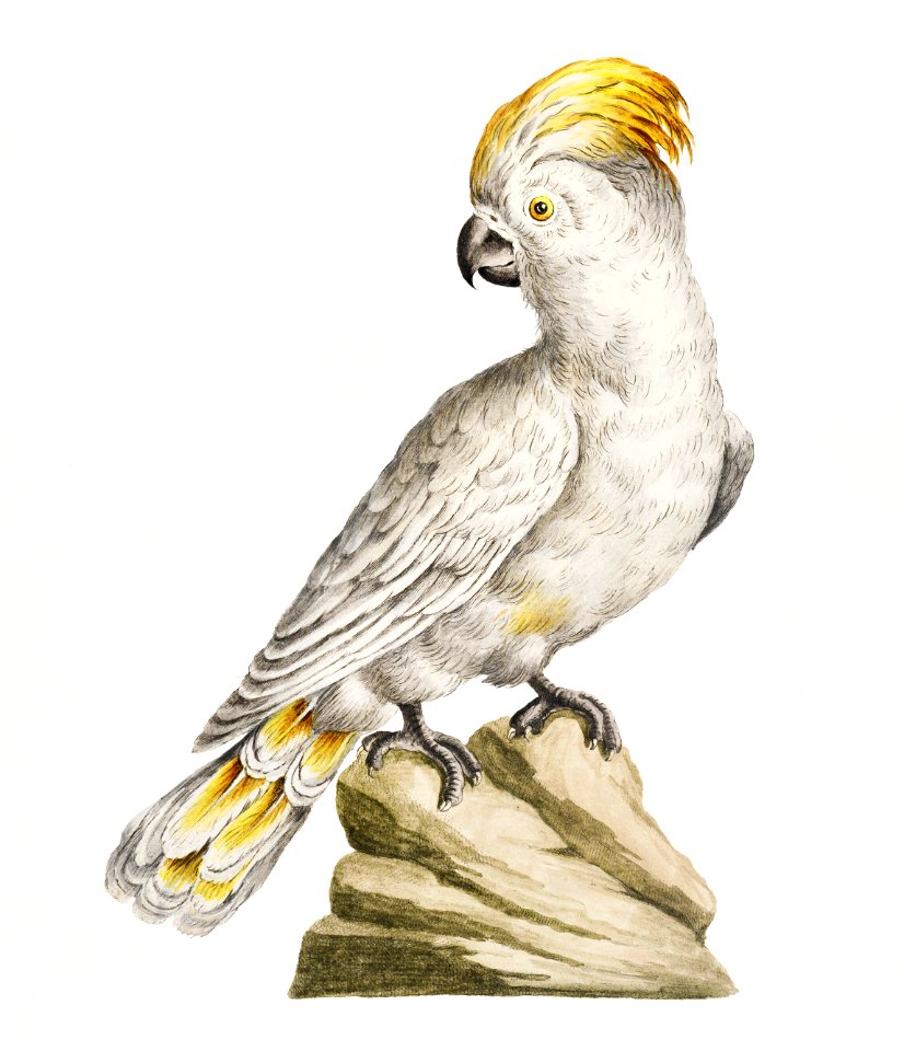 Cockatoo on a rock vintage illustration