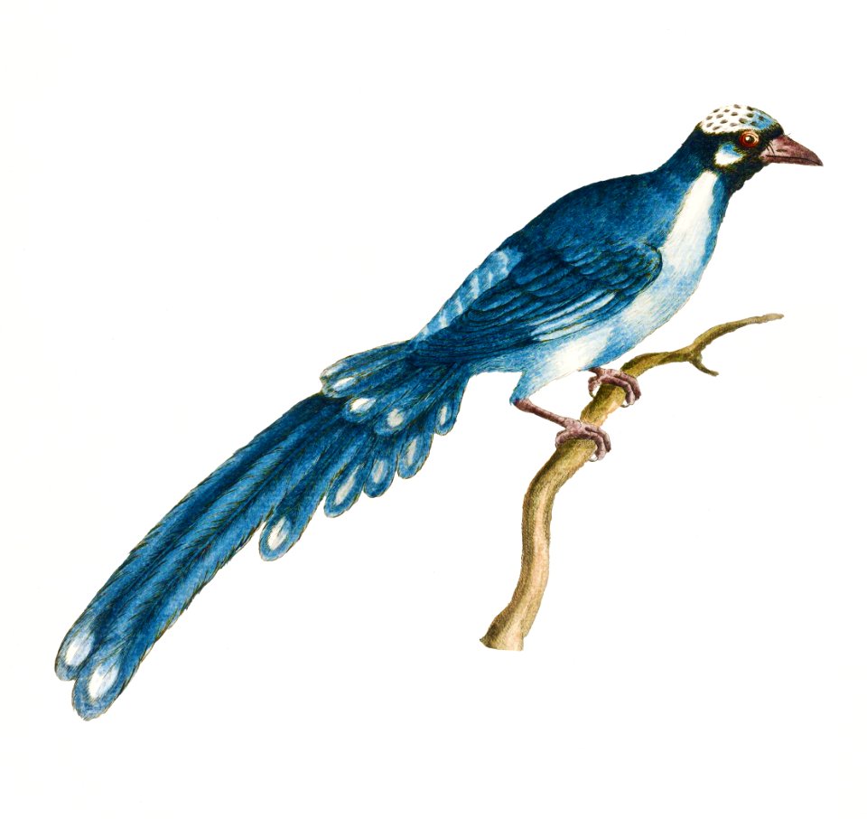 Cuckoo bird on a tree branch vintage illustration