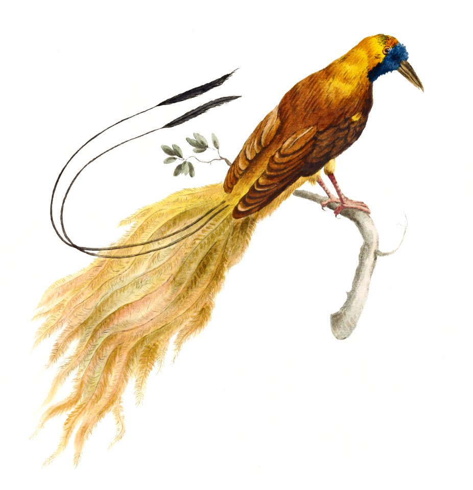 Bird of Paradise on a tree branch vintage illustration