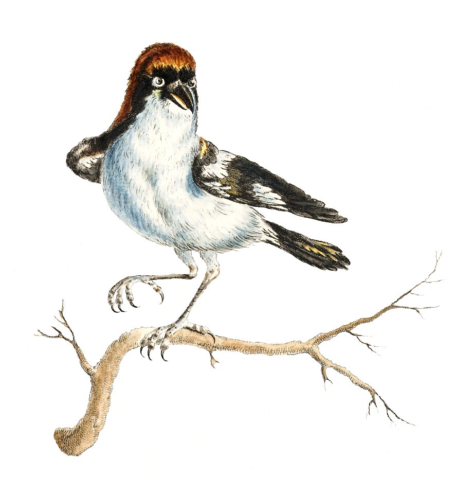 Lanius on a tree branch vintage illustration