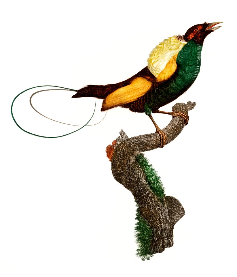 Magnificent bird of paradise from Histoire Naturelle des Oiseaux de Paradis et Des Rolliers (1806) by Jacques Barraband (1767-1809).