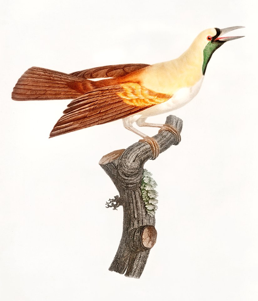 Young, emperor bird-of-paradise, female from Histoire Naturelle des Oiseaux de Paradise et Des Rolliers (1806) by Jacques Barraband (1767-1809).