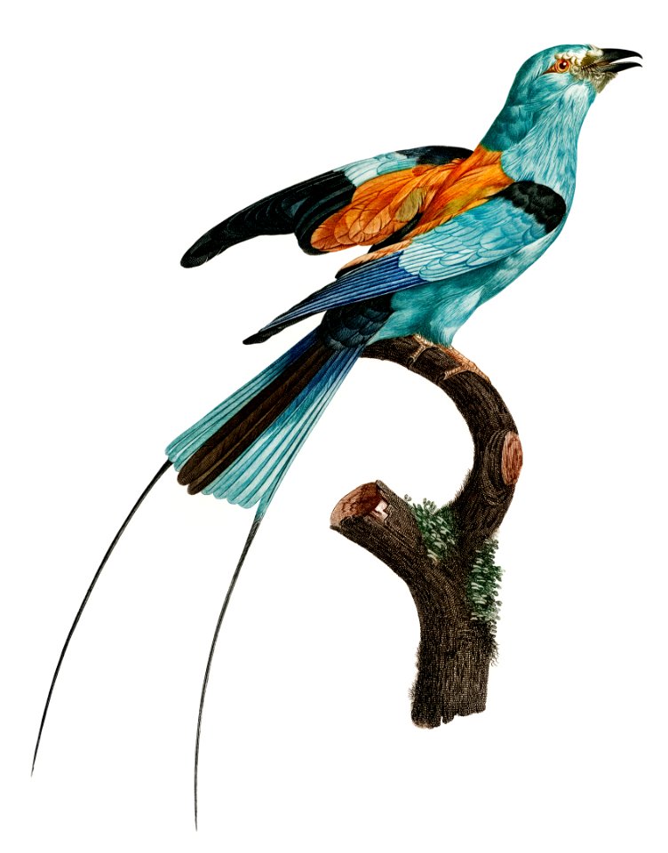 Long-stranded African roller from Histoire Naturelle des Oiseaux de Paradis et Des Rolliers (1806) by Jacques Barraband (1767-1809).