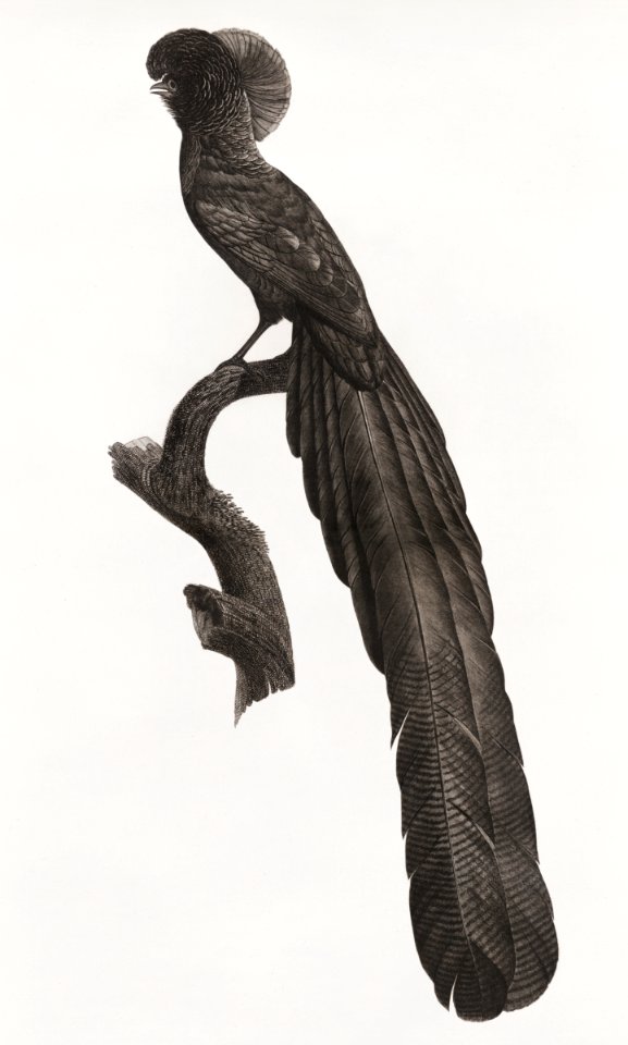 Magpie Bird of Paradise, male from Histoire Naturelle des Oiseaux de Paradis et Des Rolliers (1806) by Jacques Barraband (1767-1809).