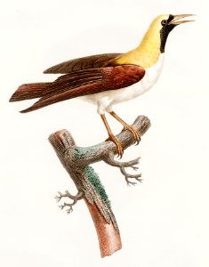Emperor bird-of-paradise, female from Histoire Naturelle des Oiseaux de Paradis et Des Rolliers (1806) by Jacques Barraband (1767-1809).
