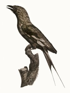 Abyssinian Roller from Histoire Naturelle des Oiseaux de Paradis et Des Rolliers (1806) by Jacques Barraband (1767-1809).