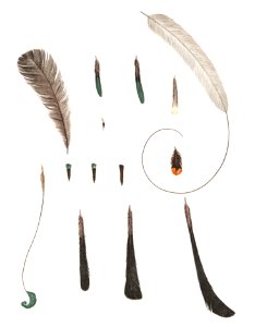 King bird of paradise feather and tail from Histoire Naturelle des Oiseaux de Paradis et Des Rolliers (1806) by Jacques Barraband(1767-1809).