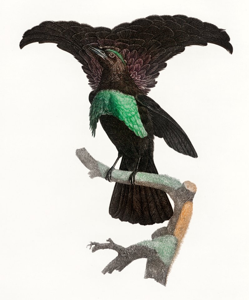 Superb bird of paradise from Histoire Naturelle des Oiseaux de Paradis et Des Rolliers (1806) by Jacques Barraband (1767-1809).