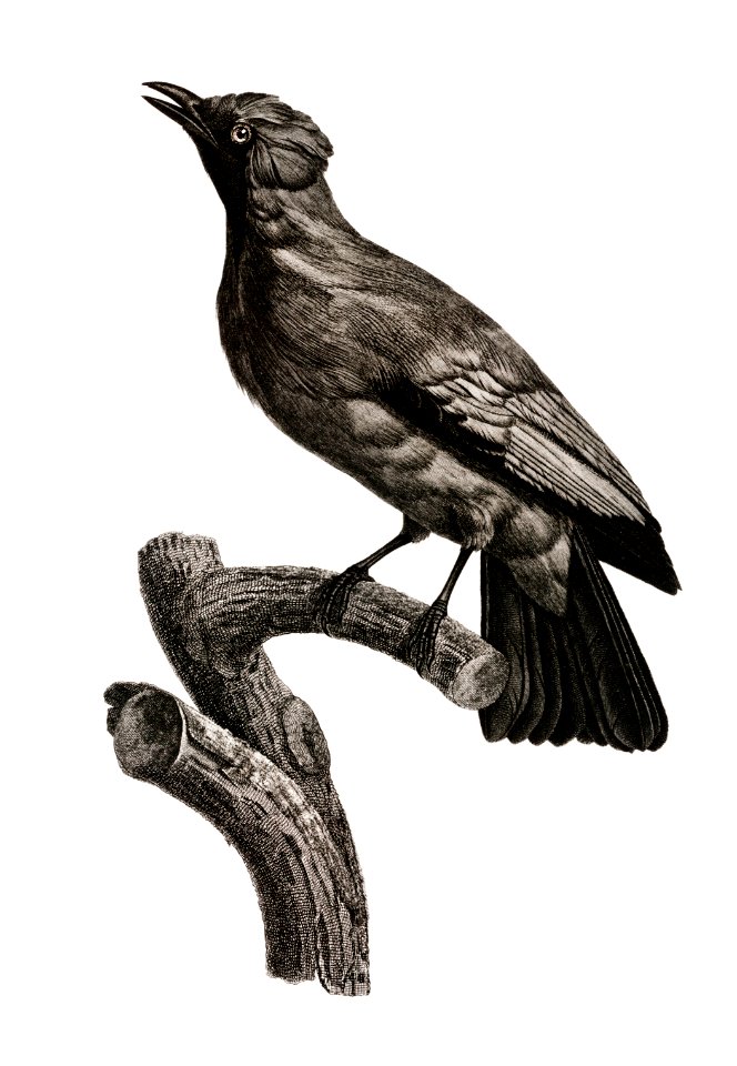Paradise crow, male from Histoire Naturelle des Oiseaux de Paradis et Des Rolliers (1806) by Jacques Barraband (1767-1809).