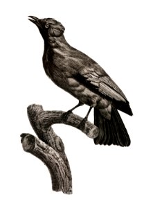 Paradise crow, male from Histoire Naturelle des Oiseaux de Paradis et Des Rolliers (1806) by Jacques Barraband (1767-1809).