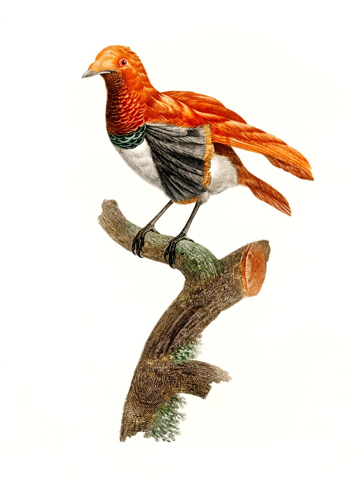 King bird of paradise, female from Histoire Naturelle des Oiseaux de Paradis et Des Rolliers (1806) by Jacques Barraband (1767-1809).