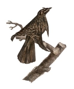 Superb bird of paradise from Histoire Naturelle des Oiseaux de Paradis et Des Rolliers (1806) by Jacques Barraband (1767-1809).