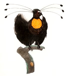 Western parotia from Histoire Naturelle des Oiseaux de Paradis et Des Rolliers (1806) by Jacques Barraband (1767-1809).. Free illustration for personal and commercial use.