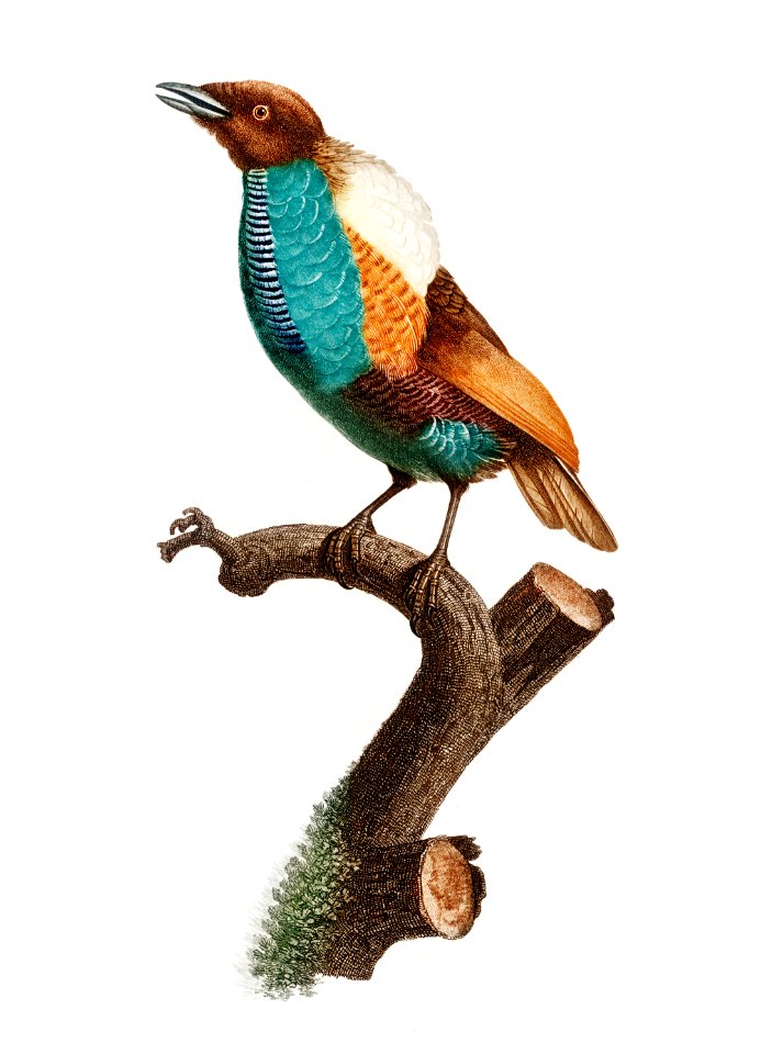 Magnificent bird of paradise, female from Histoire Naturelle des Oiseaux de Paradis et Des Rolliers (1806) by Jacques Barraband (1767-1809).