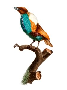 Magnificent bird of paradise, female from Histoire Naturelle des Oiseaux de Paradis et Des Rolliers (1806) by Jacques Barraband (1767-1809).