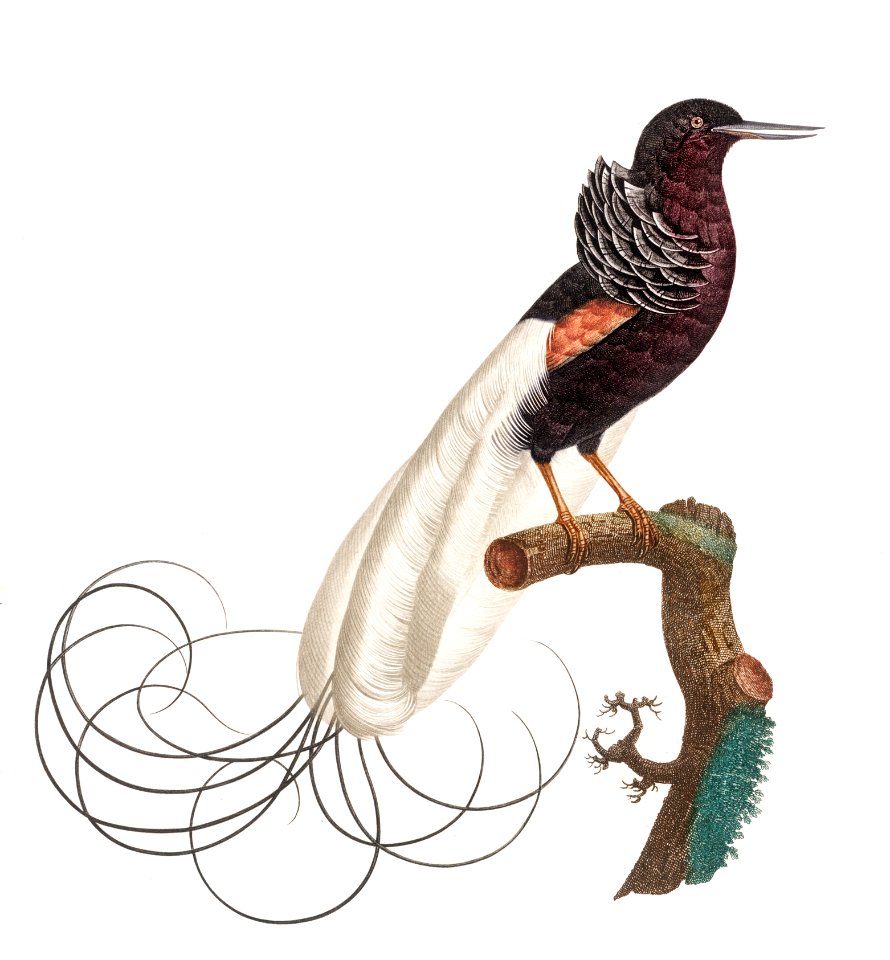 Twelve wired bird of paradise from Histoire Naturelle des Oiseaux de Paradis et Des Rolliers (1806) by Jacques Barraband (1767-1809).