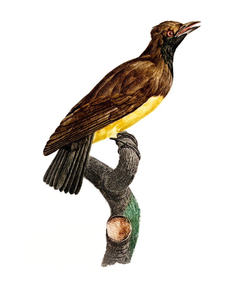 Paradise crow, female from Histoire Naturelle des Oiseaux de Paradis et Des Rolliers (1806) by Jacques Barraband (1767-1809).