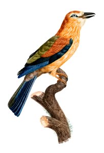 Red-billed Toucan from Histoire Naturelle des Oiseaux de Paradis et Des Rolliers (1806)by Jacques Barraband (1767-1809).
